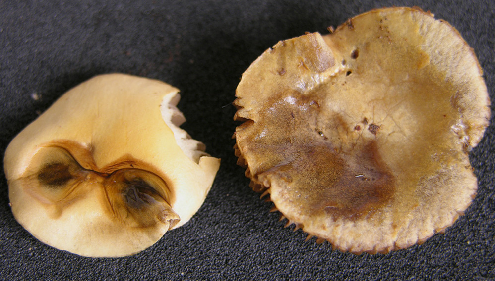 Agrocybe sp.